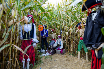Halloween dead pirate skeleton crew in corn maze in the Cuyahoga Valley National Park, Cleveland, OH. 
