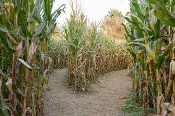 Corn maze offering two possible ways in the Cuyahoga Valley National Park, Cleveland, OH. 