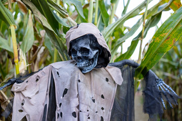 Halloween skeleton skull in corn maze in the Cuyahoga Valley National Park, Cleveland, OH. 