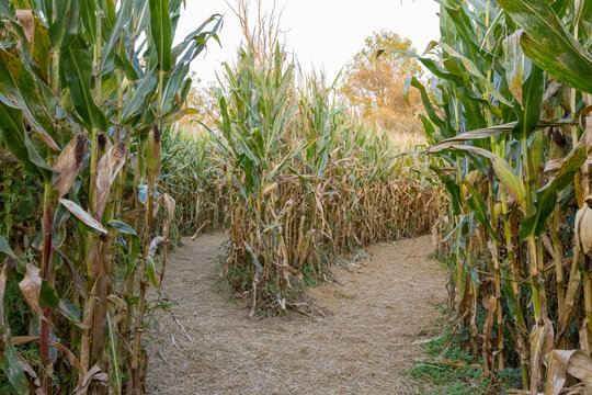 Corn maze offering two possible ways in the Cuyahoga Valley National Park, Cleveland, OH. 