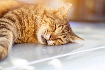 Cute tabby cat lying on a surface. Pretty cat is sleeping during shiny day.
