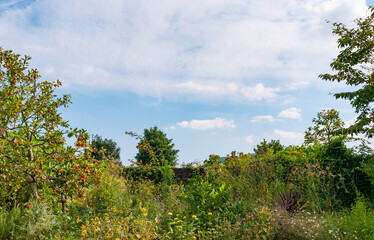 庭園の煉瓦塀と空