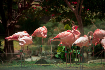 Group of wild flamingos in their habitat