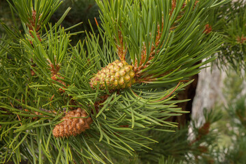 Lodgepole Pine (Pinus contorta) cones in Beartooth Mountains, Montana