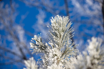 Frost on pine needles