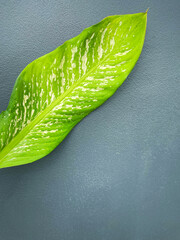 green leaf