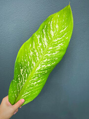 His hand hold spotted leave ,Green leaves containing white spots and flecks with clipping path. Exotic tropical leaf, isolated on grey background with clipping path. Close up.