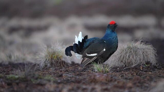 Black Grouse on spring bog ready for fighting, lekking. Spring colors of moors with black grouse, blackcock. Male Black Grouse lek game at sunrise. Lyrurus tetrix lekking in Estonia, Saaremaa swamp