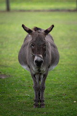 Symmetrical view of a donkey with a wide load.