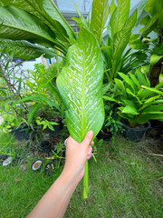 His hand hold spotted leave ,Green leaves containing white spots and flecks with clipping path.Exotic tropical leaf, isolated on garden background with clipping path.Close up.