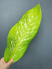 His hand hold spotted leave ,Green leaves containing white spots and flecks with clipping path. Exotic tropical leaf, isolated on grey background with clipping path. Close up.