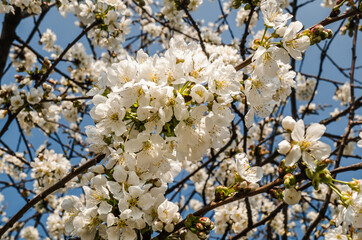 Flowers of the cherry blossoms on a spring day. Beautiful floral image of spring nature panoramic view, Blurring background, Selective focus.