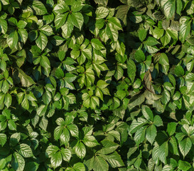 Seamless texture of park plants.
