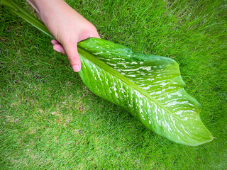 His hand hold spotted leave ,Green leaves containing white spots and flecks with clipping path. Exotic tropical leaf, isolated on green yard background. Close up.