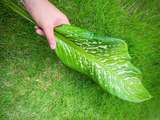 His hand hold spotted leave ,Green leaves containing white spots and flecks with clipping path. Exotic tropical leaf, isolated on green yard background. Close up.