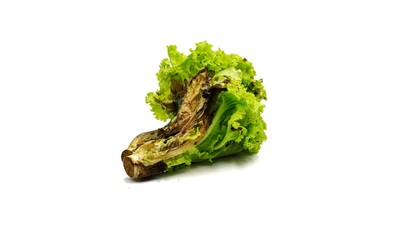 Lettuce spoils due to long storage in hot weather. - obrazy, fototapety, plakaty