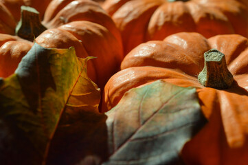 Arrière plan de citrouilles