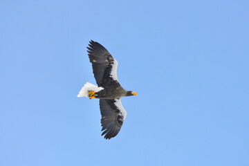 魚をつかんで飛ぶオオワシ（北海道・知床）
