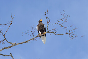 枝に止まるオオワシの成鳥（北海道・知床）
