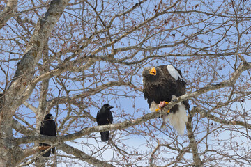 魚を食べるオオワシ（北海道・知床）
