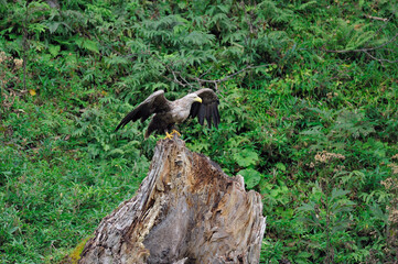 Fototapeta premium 倒木に止まるオジロワシの成鳥（北海道・知床） 