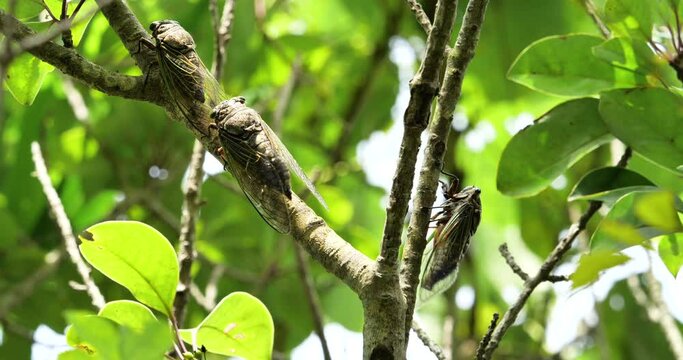 Where the cicadas are singing, another cicada flies in.
Audio is recorded with a gun microphone.