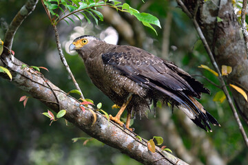 カンムリワシの成鳥（沖縄県・石垣島）
