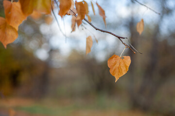 Yellow or dry leaves on tree branches in autumn. Leaves of birch, linden and other trees on the branches. There is an empty space for the text