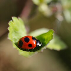 ナナホシテントウムシ