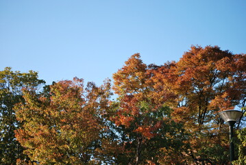 岡山県総合グラウンドの紅葉