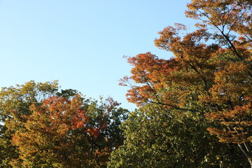 Fototapeta premium 岡山県総合グラウンドの紅葉