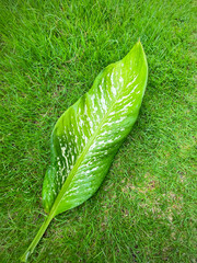 His hand hold spotted leave ,Green leaves containing white spots and flecks with clipping path. Exotic tropical leaf, isolated on green yard background. Close up.