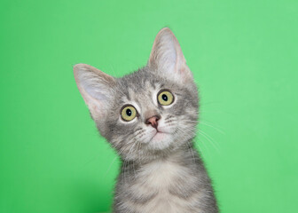 Portrait of an adorable grey tabby kitten, head tilted curiously looking at viewer. Green background with copy space.