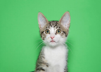 Portrait of an adorable grey and white tabby kitten with tongue sticking out slightly, looking at viewer. Green background with copy space.