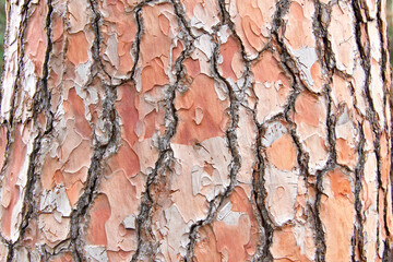 Close up of texture on trunk of a Ponderosa Pine tree in California. Bark peeling in a unique...