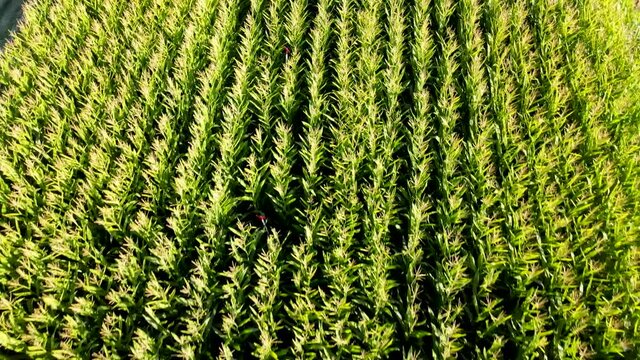 Aerial view shot of harvester loading off corn on trailers. 