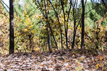 Autumn blurred forest background. Foliage in the light of the sun. Clear day out of focus.