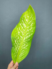 His hand hold spotted leave ,Green leaves containing white spots and flecks with clipping path. Exotic tropical leaf, isolated on grey background with clipping path. Close up.