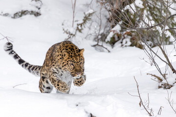 Amur Leopard In The Snow - obrazy, fototapety, plakaty