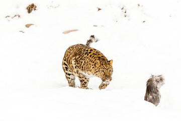 Amur Leopard In The Snow - obrazy, fototapety, plakaty