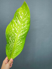 His hand hold spotted leave ,Green leaves containing white spots and flecks with clipping path.Exotic tropical leaf, isolated on grey background with clipping path.Close up.