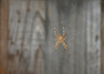 One Neoscona crucifera, an orb-weaver spider,  motionless on its web, wood gate in background. Dorsal view of spider.