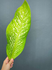 His hand hold spotted leave ,Green leaves containing white spots and flecks with clipping path.Exotic tropical leaf, isolated on grey background with clipping path.Close up.