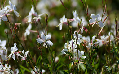 flowers in the garden