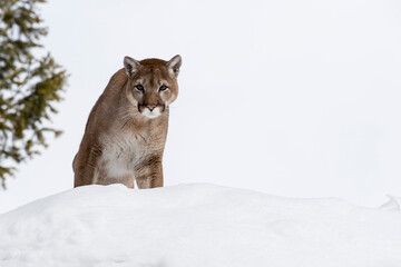 Mountain Lion In The Snow