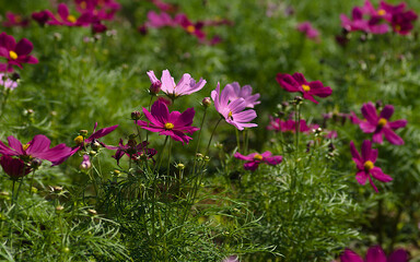pink cosmos flowers in the garden