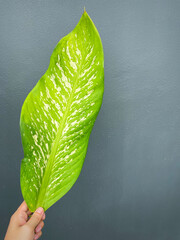 His hand hold spotted leave ,Green leaves containing white spots and flecks with clipping path.Exotic tropical leaf, isolated on grey background with clipping path.Close up.