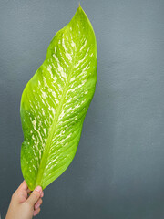 His hand hold spotted leave ,Green leaves containing white spots and flecks with clipping path.Exotic tropical leaf, isolated on grey background with clipping path.Close up.
