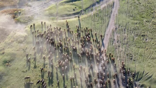 Aerial view of buffalo herd