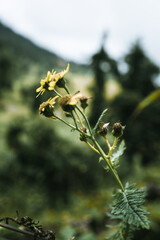 A flower, sometimes known as a bloom or blossom, is the reproductive structure found in flowering plants